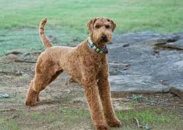 Airedale Terrier marron perro feliz