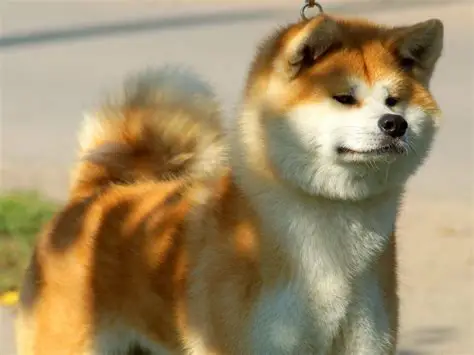 akita inu alimentacion