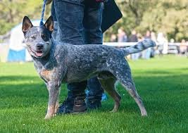 Australian Cattle Dog