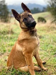 Belgian Malinois posando