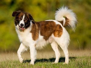 Aidi perro de las montañas