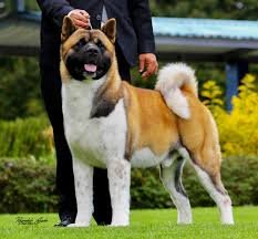 Akita Americano marron y blanco