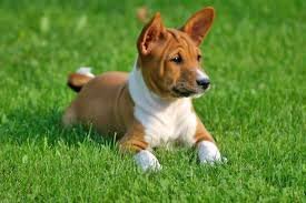 Basenji en cesped