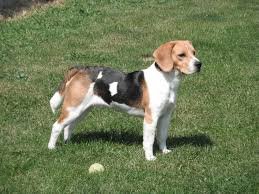 Beagle en cesped