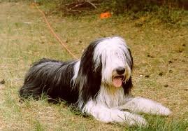 bearded collie tumbado en el suelo