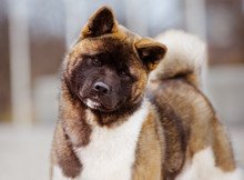 diferencias akita inu y akita americano